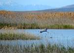 Spring Salt Marsh