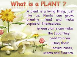 What is a plant
