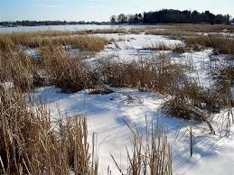 Winter salt marsh 2
